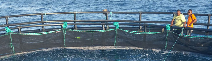 Sea cage operations in the Marshall Islands