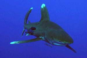 The oceanic whitetip shark is a species that will be studied under the research plan recently approved by WCPFC. (Photo: Mark Atwell - www.damphotos.com).