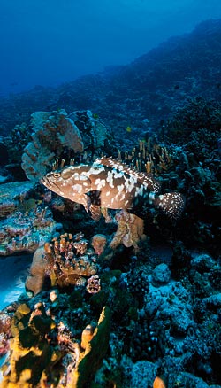 Camouflage grouper Epinephelus polyphekadion  Image: Éric Clua