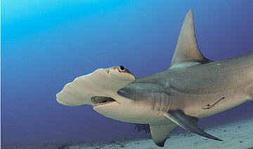 Hammerheads are among the shark species that most need protection (image: Alan C. Egan, http://alancegan.com) 