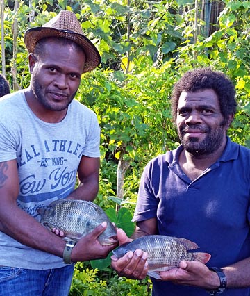Tilapia fish from farms of Espiritu Santo, Vanuatu (Image: Tim Pickering) 