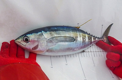 Juvenile bigeye tuna tagged and ready to be released (image: Jeff Dubosc).