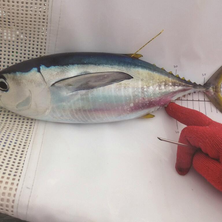 Tuna fish with a tag and a red-gloved hand pointing at it