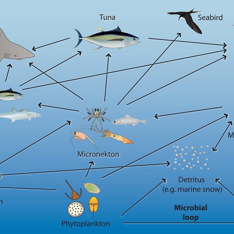 Diagram of the pelagic ecosystem
