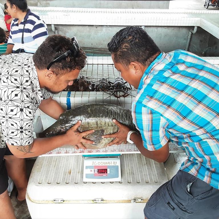Market survey training for Tonga Fisheries