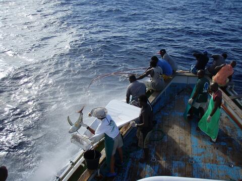 Kiribati - tagging large fish in Gilbert Islands EEZ